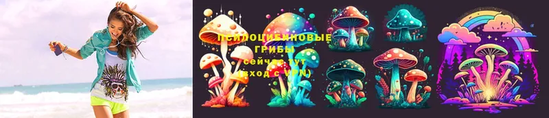 Псилоцибиновые грибы Cubensis  Барабинск 